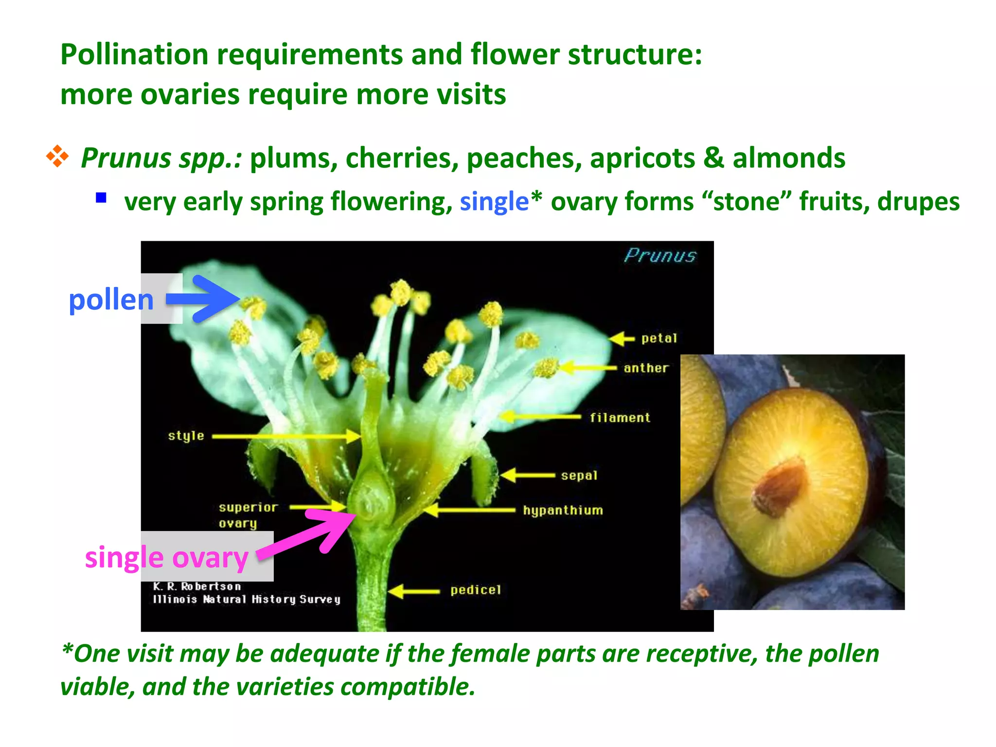 Pollination requirements and flower structure:
 more ovaries require more visits
 Prunus spp.: plums, cherries, peaches, apricots & almonds
    very early spring flowering, single* ovary forms “stone” fruits, drupes

 pollen




   single ovary

 *One visit may be adequate if the female parts are receptive, the pollen
 viable, and the varieties compatible.
 