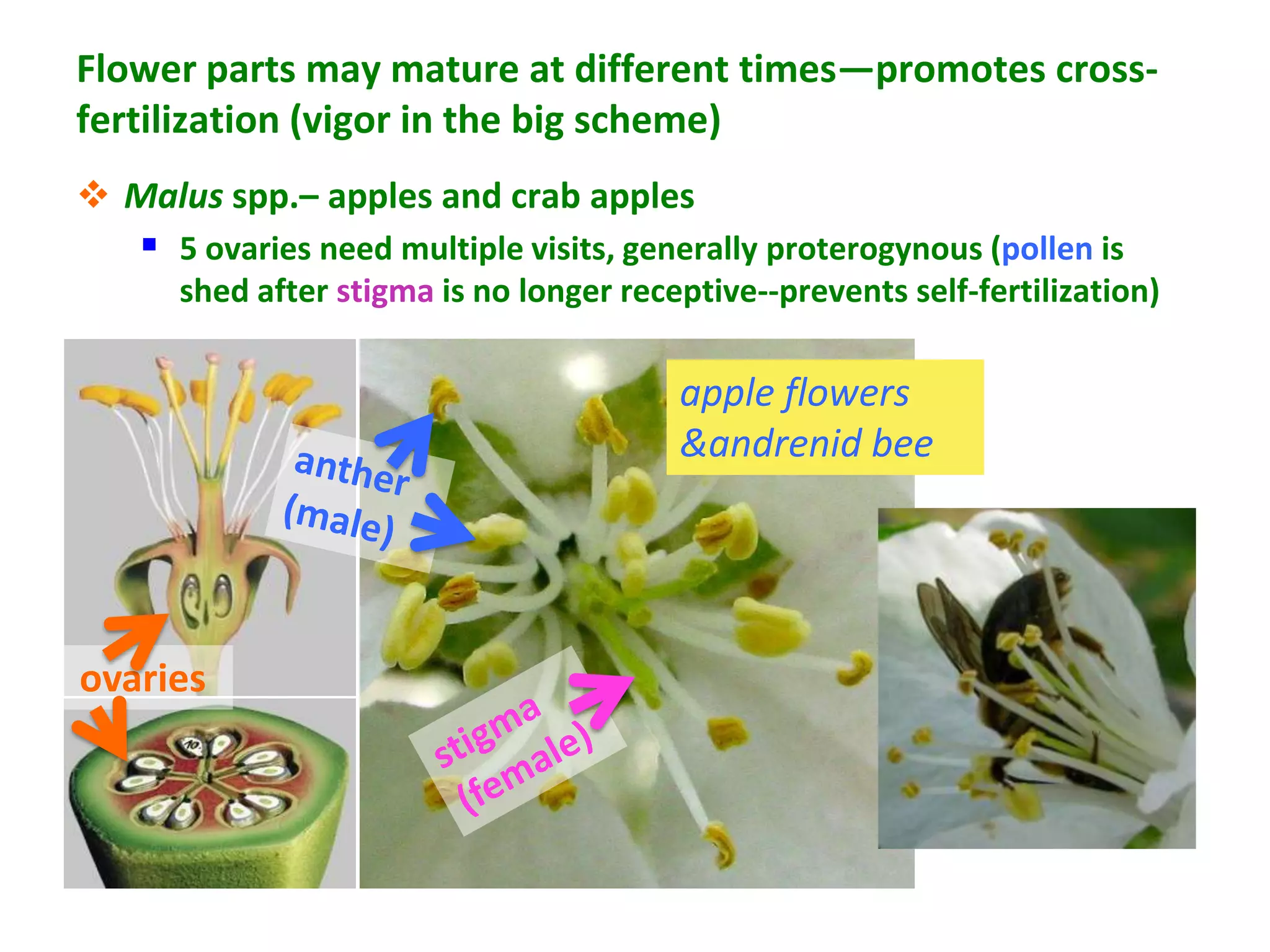 Flower parts may mature at different times—promotes cross-
fertilization (vigor in the big scheme)
 Malus spp.– apples and crab apples
    5 ovaries need multiple visits, generally proterogynous (pollen is
      shed after stigma is no longer receptive--prevents self-fertilization)

                                         apple flowers
                                         &andrenid bee




ovaries
 