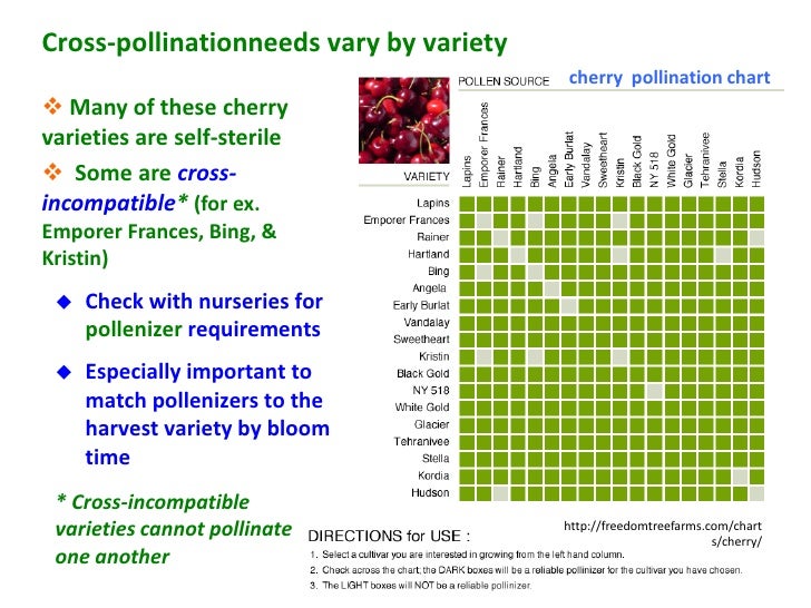 Cherry Tree Cross Pollination Chart