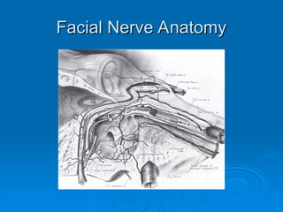 Facial Nerve Anatomy
Facial Nerve Anatomy
 