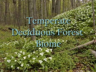 Temperate Deciduous Forest  Biome 