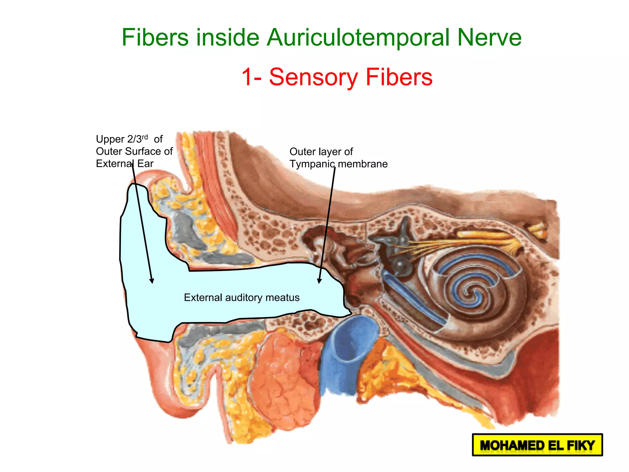 Upper 2/3rd of
Outer Surface of
External Ear
External auditory meatus
Outer layer of
Tympanic membrane
Fibers inside Auriculotemporal Nerve
1- Sensory Fibers
 