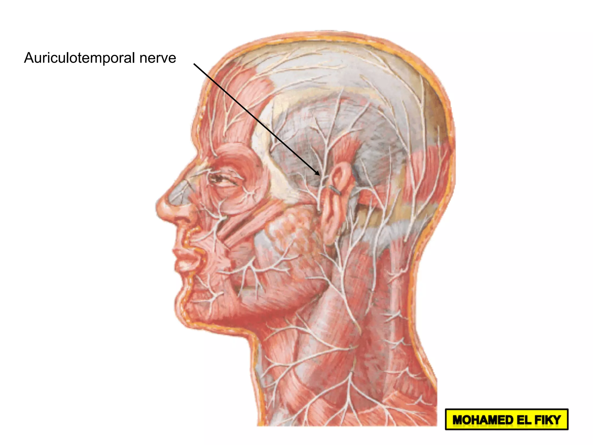 Auriculotemporal nerve
 