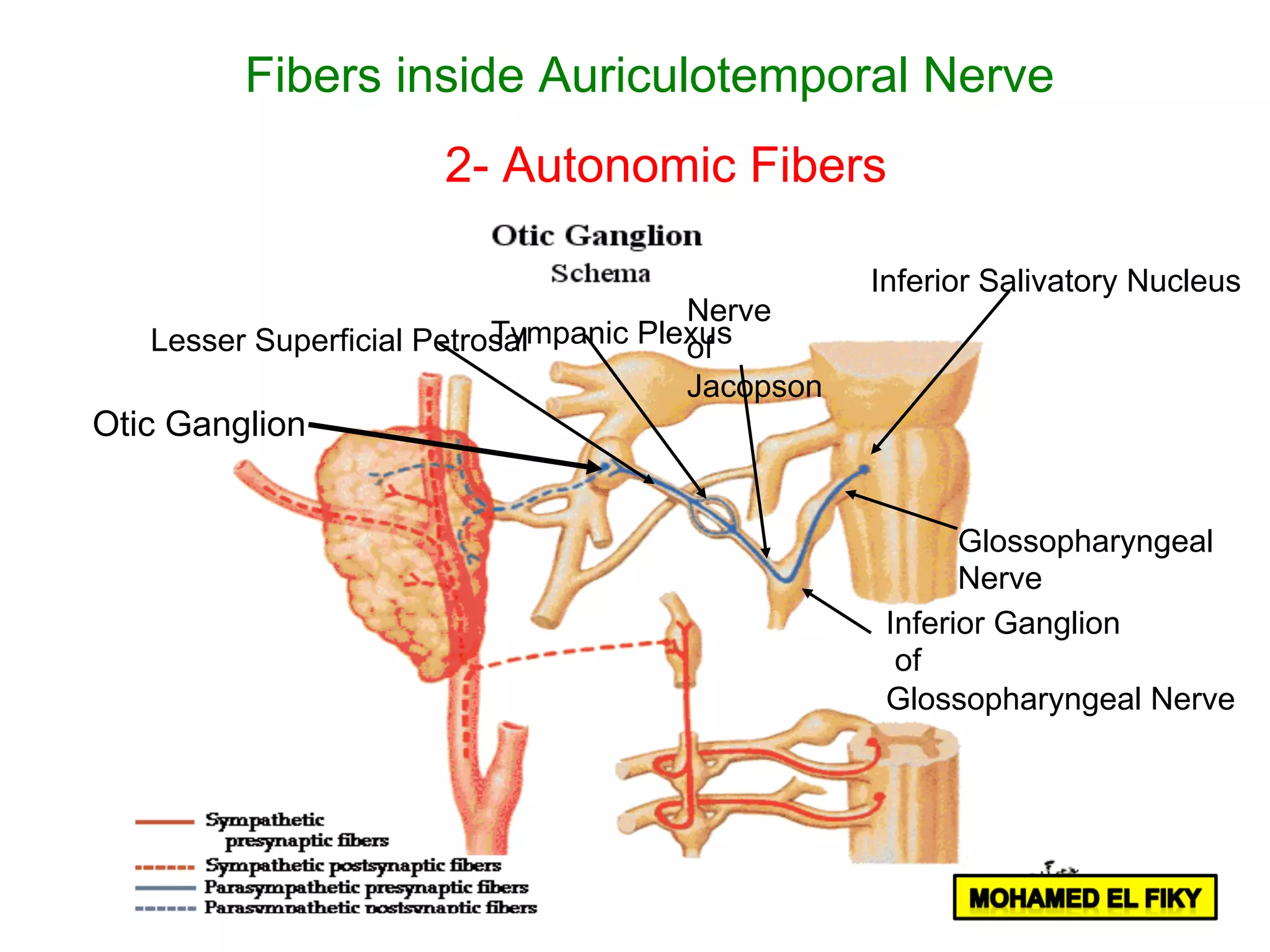 Inferior Salivatory Nucleus
Inferior Ganglion
of
Glossopharyngeal Nerve
Glossopharyngeal
Nerve
Nerve
of
Jacopson
Tympanic PlexusLesser Superficial Petrosal
Otic Ganglion
Fibers inside Auriculotemporal Nerve
2- Autonomic Fibers
 