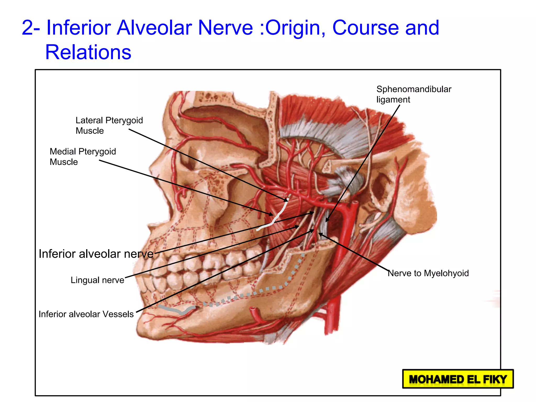 Inferior alveolar nerve
Sphenomandibular
ligament
Lingual nerve
Medial Pterygoid
Muscle
Lateral Pterygoid
Muscle
Nerve to Myelohyoid
Inferior alveolar Vessels
2- Inferior Alveolar Nerve :Origin, Course and
Relations
 