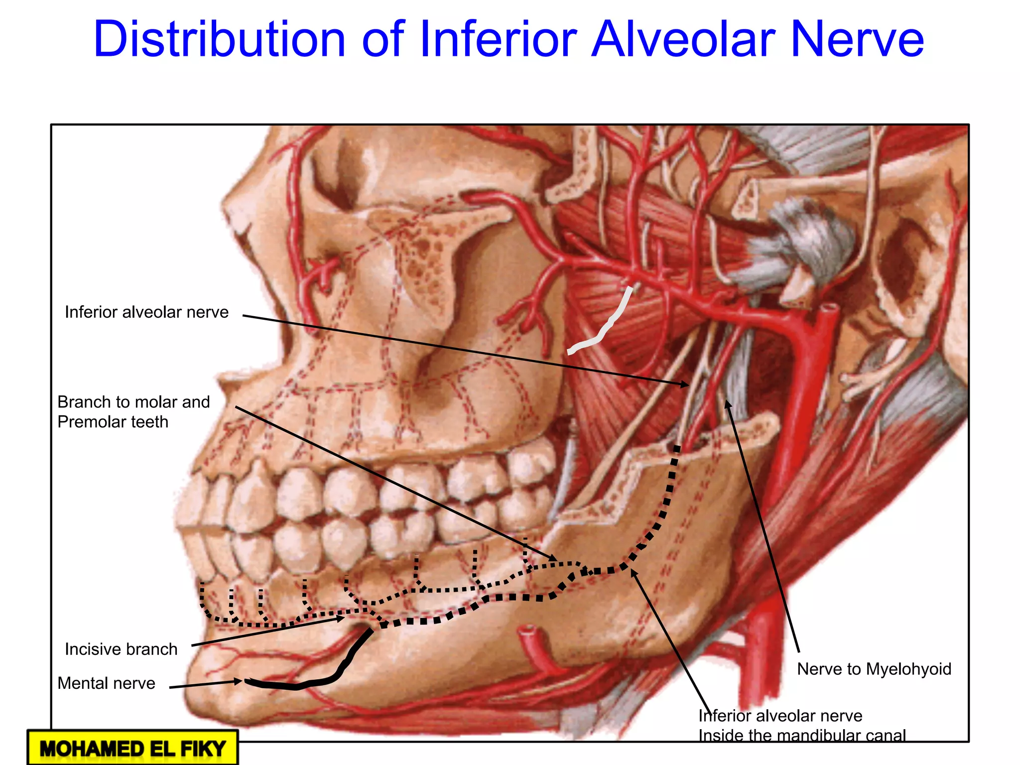 Inferior alveolar nerve
Nerve to Myelohyoid
Incisive branch
Mental nerve
Branch to molar and
Premolar teeth
Inferior alveolar nerve
Inside the mandibular canal
Distribution of Inferior Alveolar Nerve
 