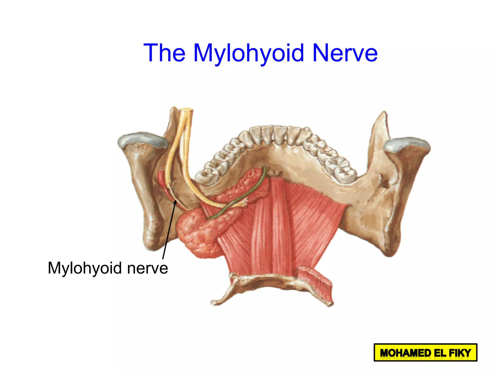 Mylohyoid nerve
The Mylohyoid Nerve
 