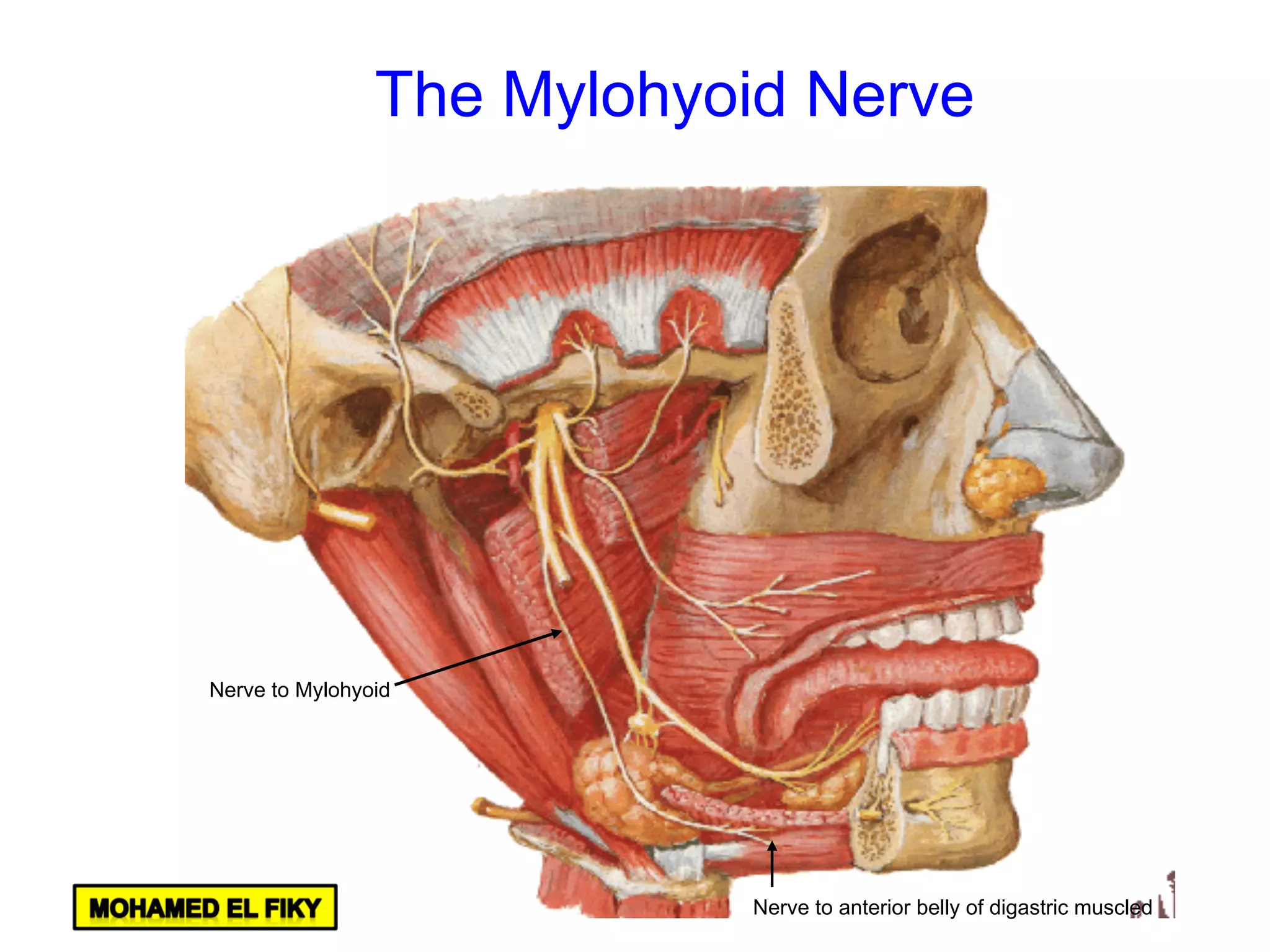 Nerve to Mylohyoid
Nerve to anterior belly of digastric muscled
The Mylohyoid Nerve
 