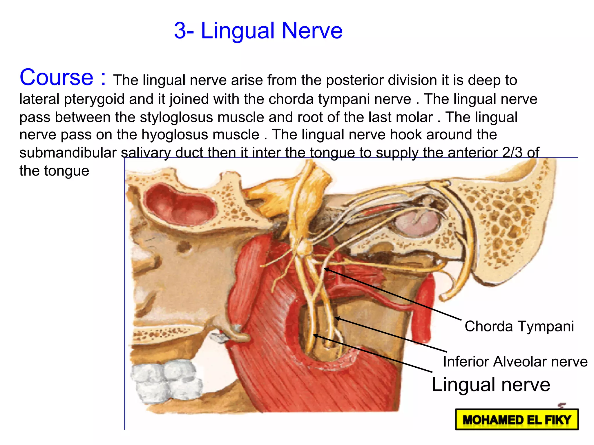 Chorda Tympani
Inferior Alveolar nerve
Lingual nerve
3- Lingual Nerve
Course : The lingual nerve arise from the posterior division it is deep to
lateral pterygoid and it joined with the chorda tympani nerve . The lingual nerve
pass between the styloglosus muscle and root of the last molar . The lingual
nerve pass on the hyoglosus muscle . The lingual nerve hook around the
submandibular salivary duct then it inter the tongue to supply the anterior 2/3 of
the tongue
 
