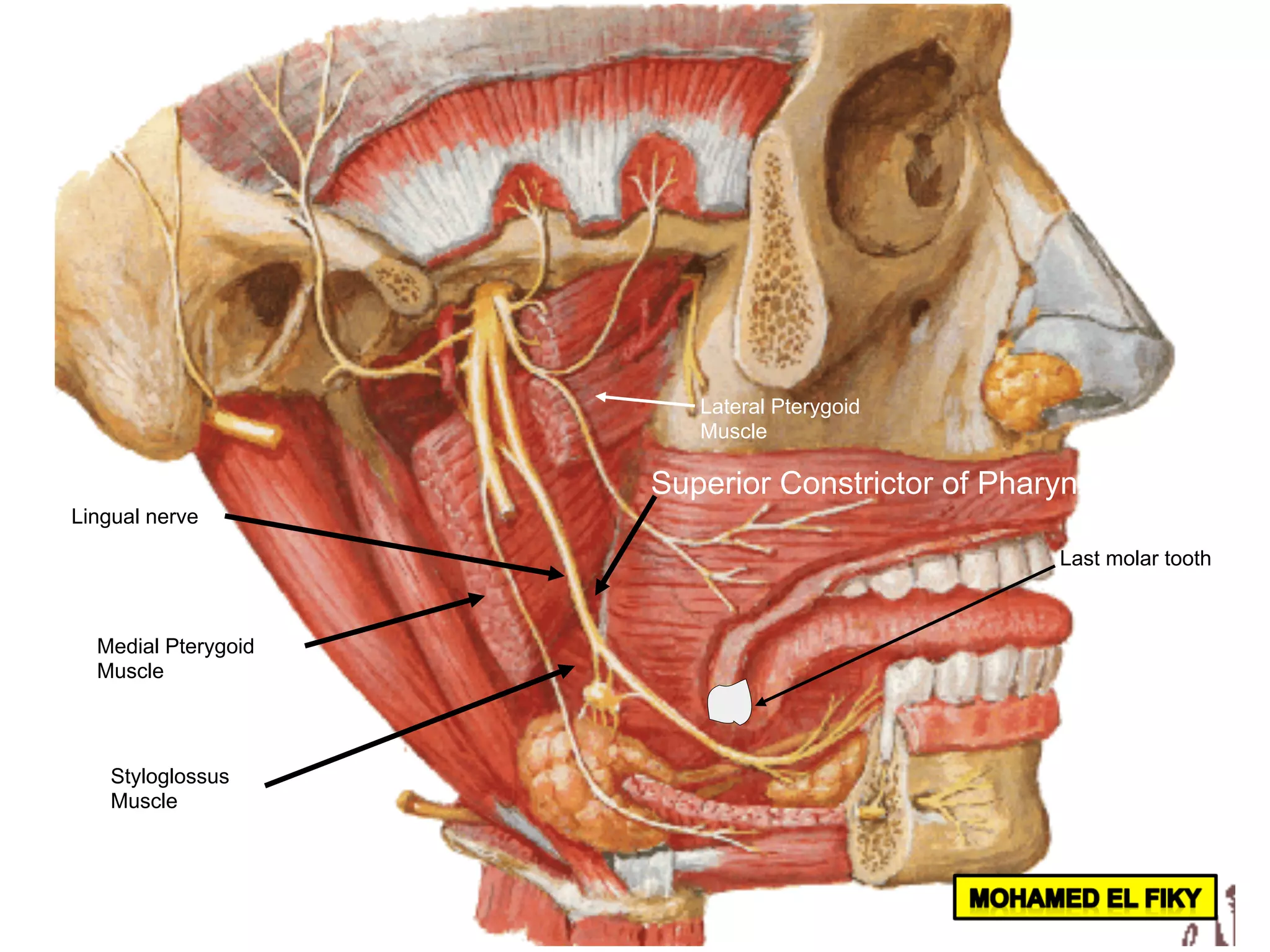 Medial Pterygoid
Muscle
Lingual nerve
Lateral Pterygoid
Muscle
Styloglossus
Muscle
Last molar tooth
Superior Constrictor of Pharynx
 
