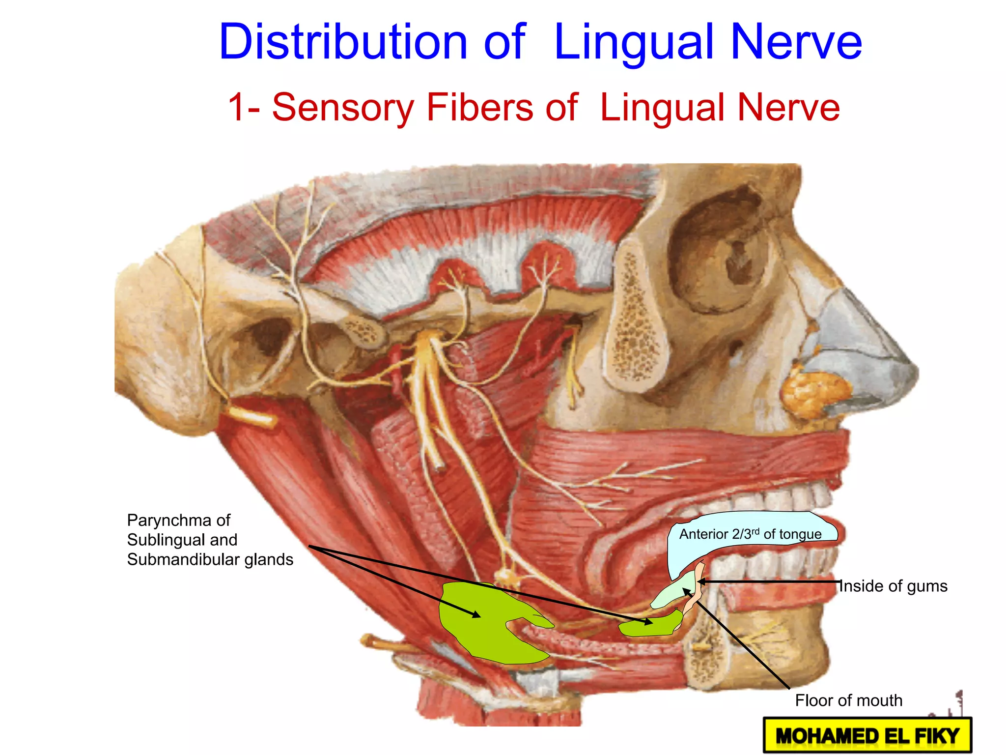 Anterior 2/3rd of tongue
Floor of mouth
Inside of gums
Parynchma of
Sublingual and
Submandibular glands
Distribution of Lingual Nerve
1- Sensory Fibers of Lingual Nerve
 