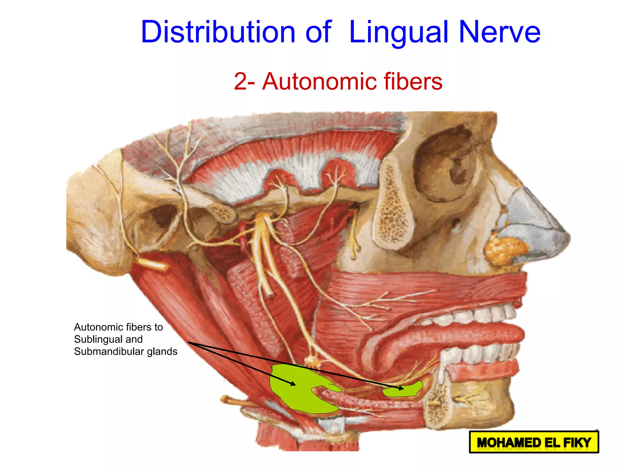 Autonomic fibers to
Sublingual and
Submandibular glands
2- Autonomic fibers
Distribution of Lingual Nerve
 