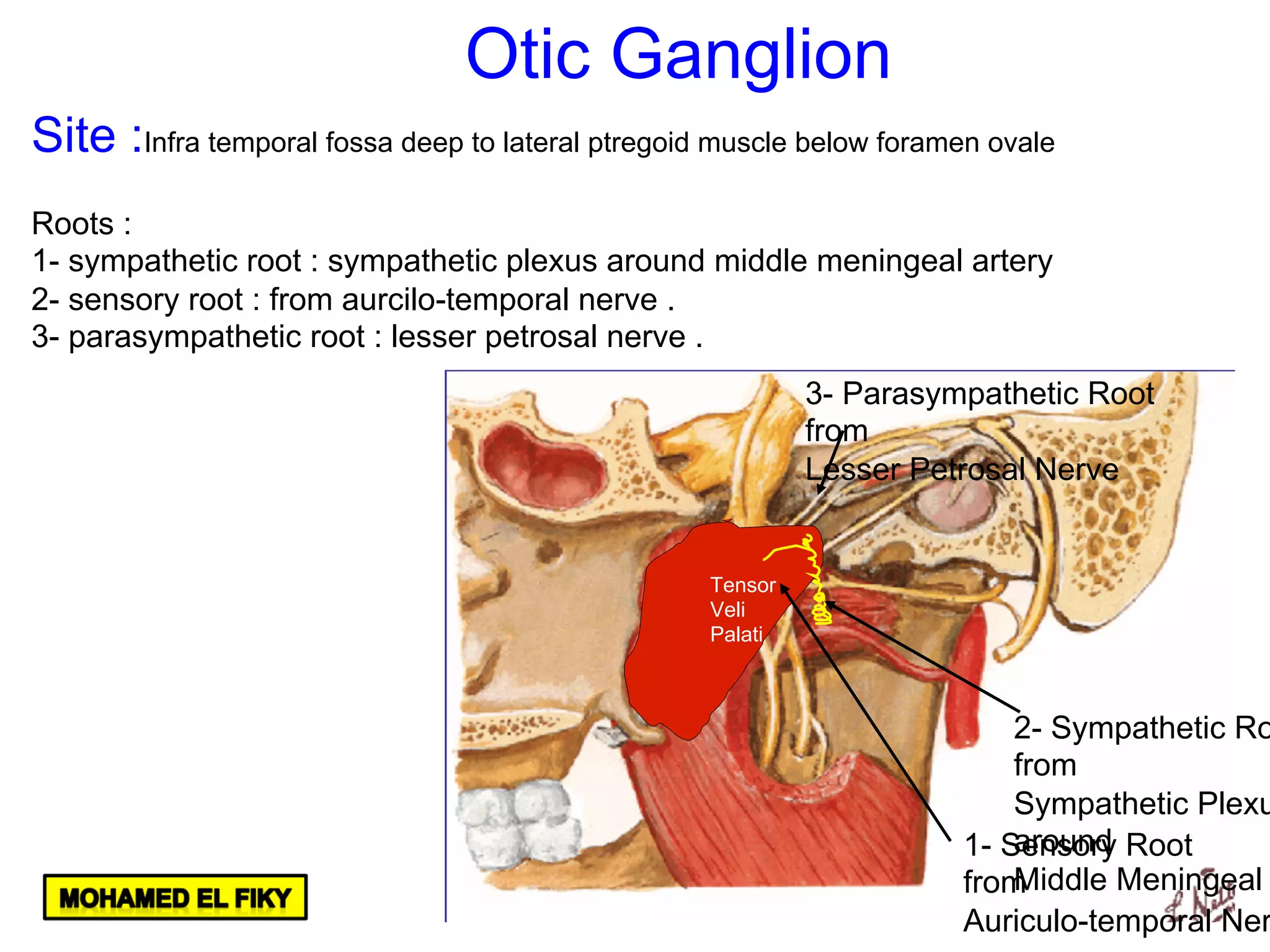 Tensor
Veli
Palati
1- Sensory Root
from
Auriculo-temporal Ner
2- Sympathetic Ro
from
Sympathetic Plexu
around
Middle Meningeal
3- Parasympathetic Root
from
Lesser Petrosal Nerve
Otic Ganglion
Site :Infra temporal fossa deep to lateral ptregoid muscle below foramen ovale
Roots :
1- sympathetic root : sympathetic plexus around middle meningeal artery
2- sensory root : from aurcilo-temporal nerve .
3- parasympathetic root : lesser petrosal nerve .
 
