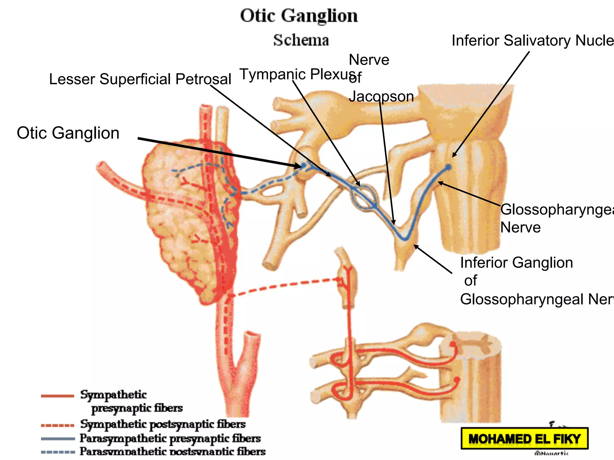Inferior Salivatory Nucle
Inferior Ganglion
of
Glossopharyngeal Nerv
Glossopharyngea
Nerve
Nerve
of
Jacopson
Tympanic PlexusLesser Superficial Petrosal
Otic Ganglion
 