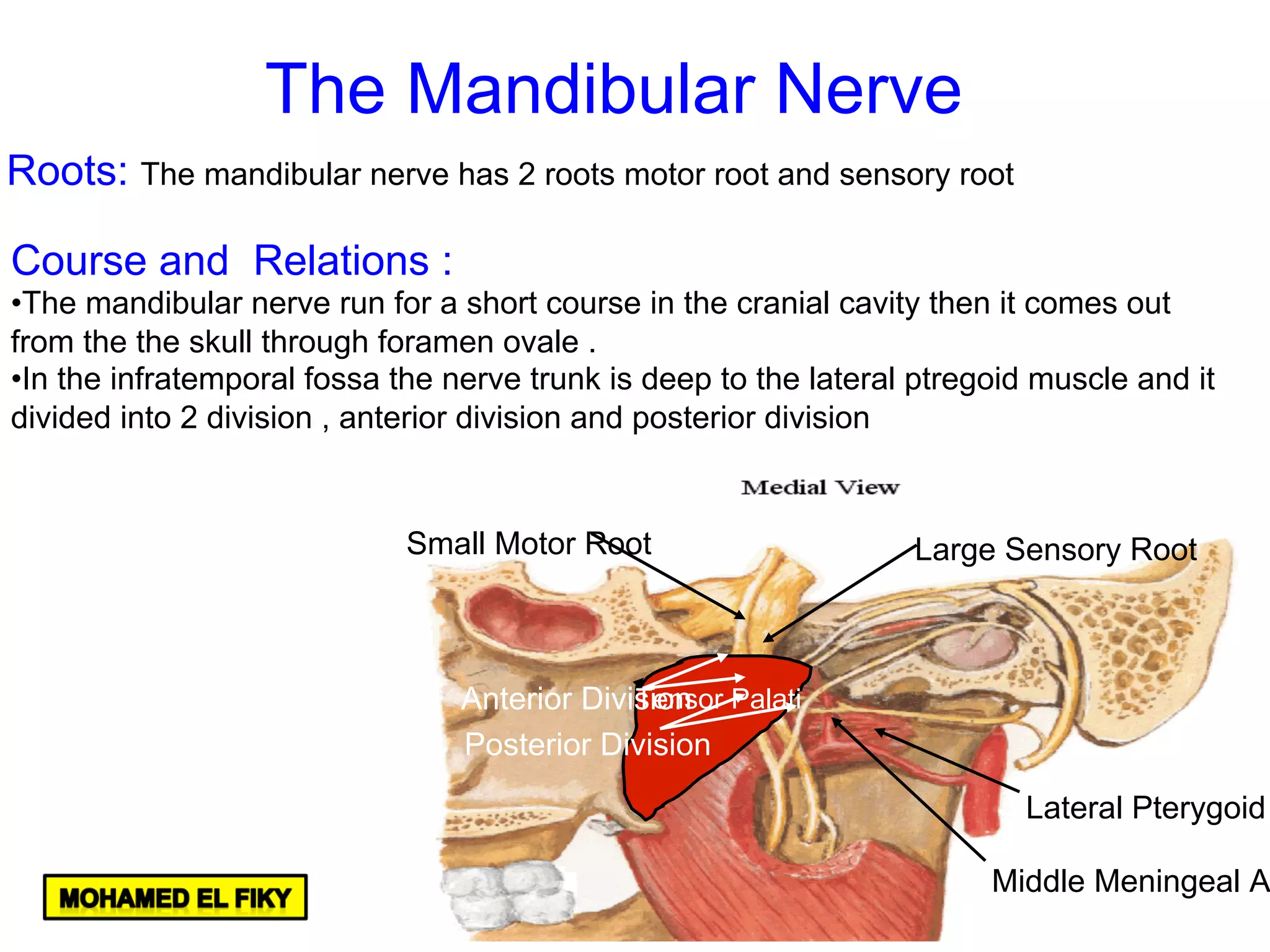 Tensor Palati
Large Sensory RootSmall Motor Root
Lateral Pterygoid
Middle Meningeal A
Anterior Division
Posterior Division
Roots: The mandibular nerve has 2 roots motor root and sensory root
Course and Relations :
• The mandibular nerve run for a short course in the cranial cavity then it comes out
from the the skull through foramen ovale .
• In the infratemporal fossa the nerve trunk is deep to the lateral ptregoid muscle and it
divided into 2 division , anterior division and posterior division
The Mandibular Nerve
 
