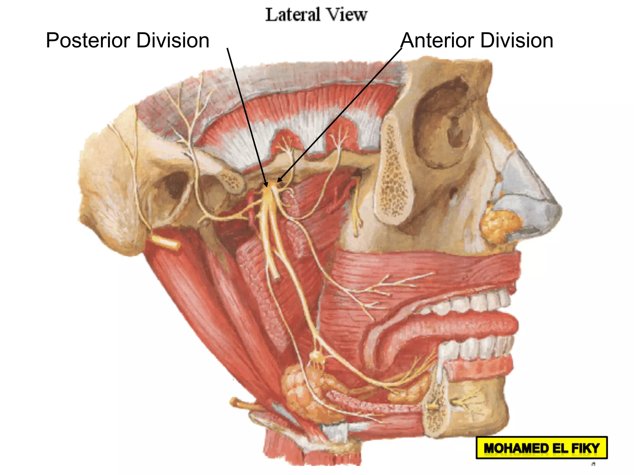 Anterior DivisionPosterior Division
 