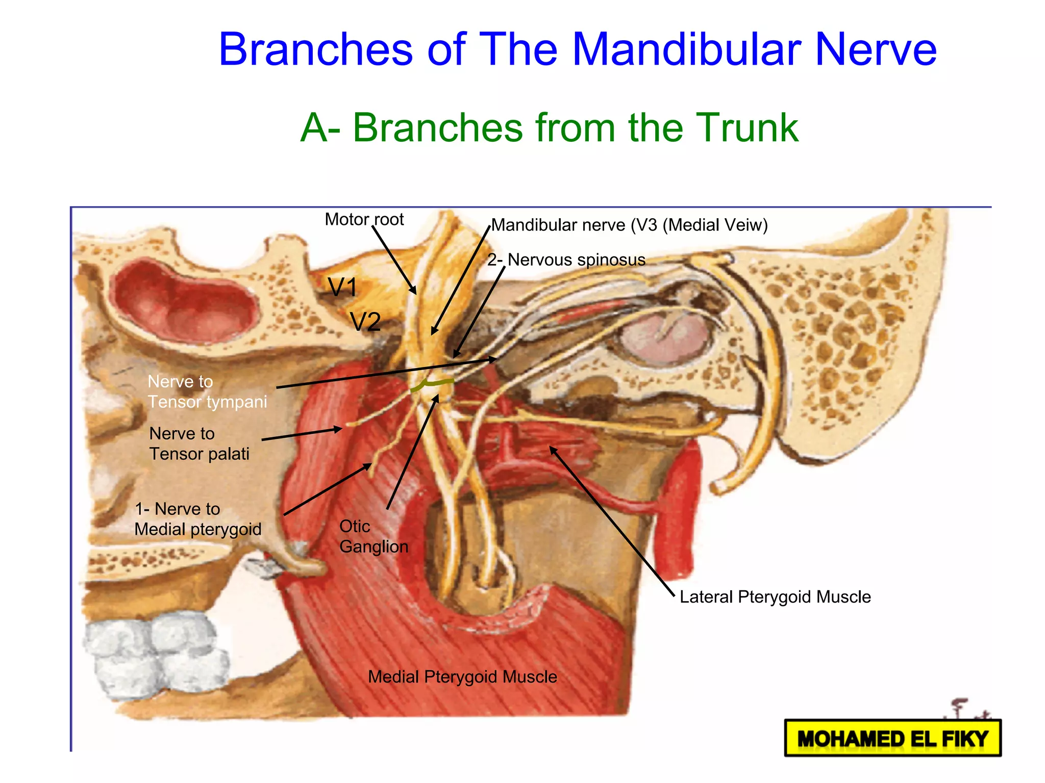 V1
V2
1- Nerve to
Medial pterygoid
Nerve to
Tensor palati
Motor root Mandibular nerve (V3 (Medial Veiw)
Nerve to
Tensor tympani
2- Nervous spinosus
Medial Pterygoid Muscle
Lateral Pterygoid Muscle
Otic
Ganglion
Branches of The Mandibular Nerve
A- Branches from the Trunk
 