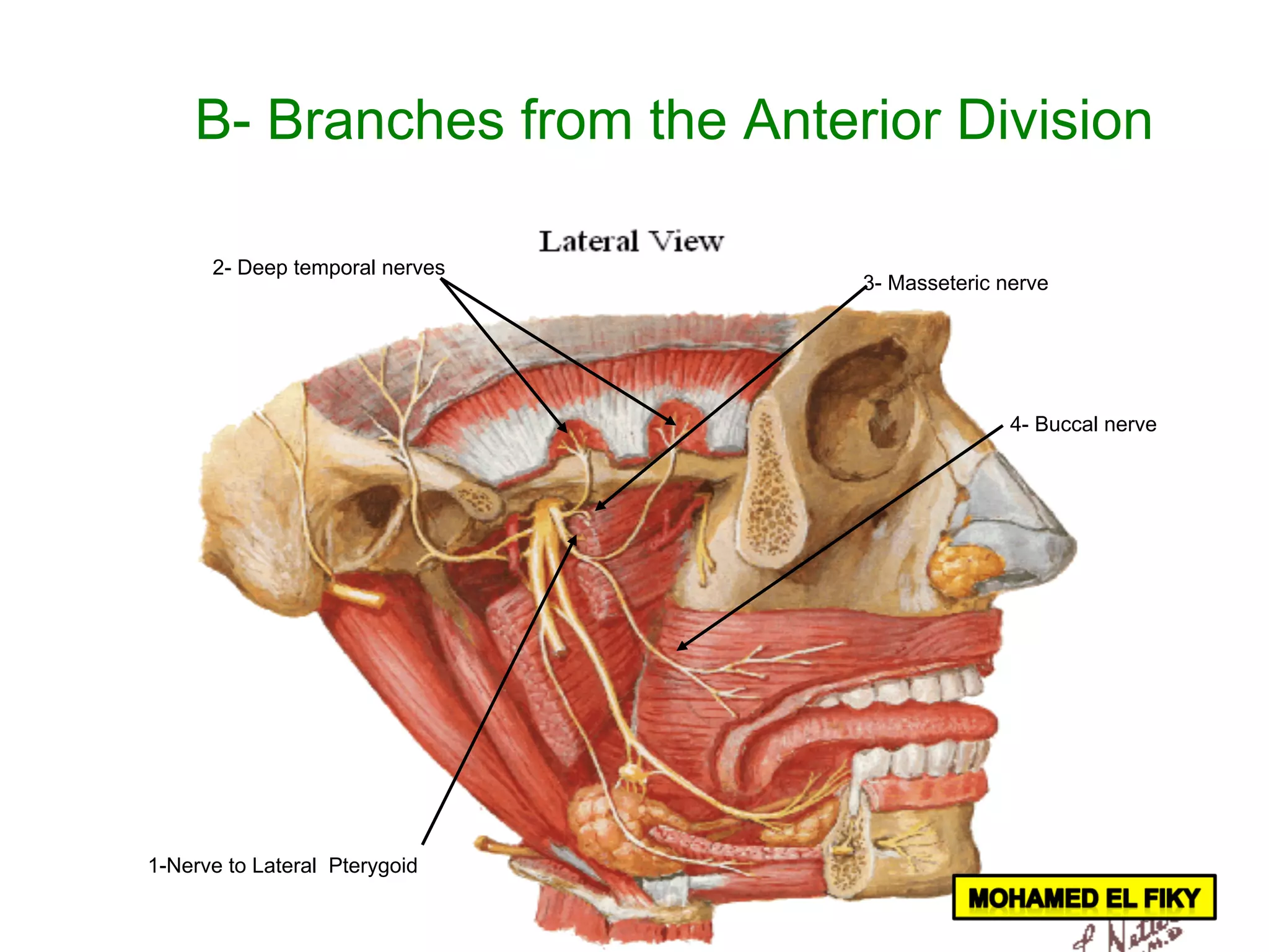 1-Nerve to Lateral Pterygoid
2- Deep temporal nerves
3- Masseteric nerve
4- Buccal nerve
B- Branches from the Anterior Division
 