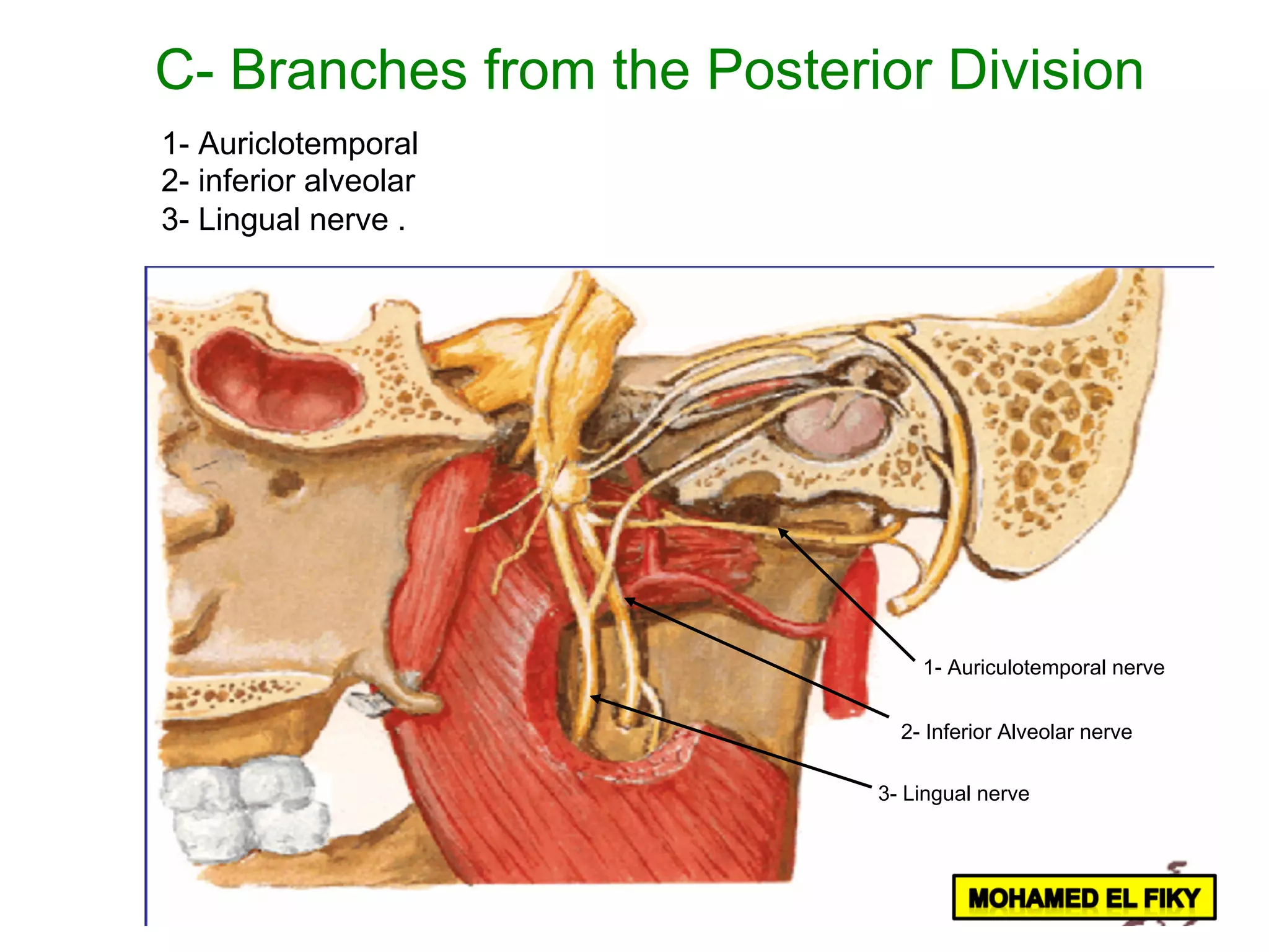 1- Auriculotemporal nerve
2- Inferior Alveolar nerve
3- Lingual nerve
C- Branches from the Posterior Division
1- Auriclotemporal
2- inferior alveolar
3- Lingual nerve .
 