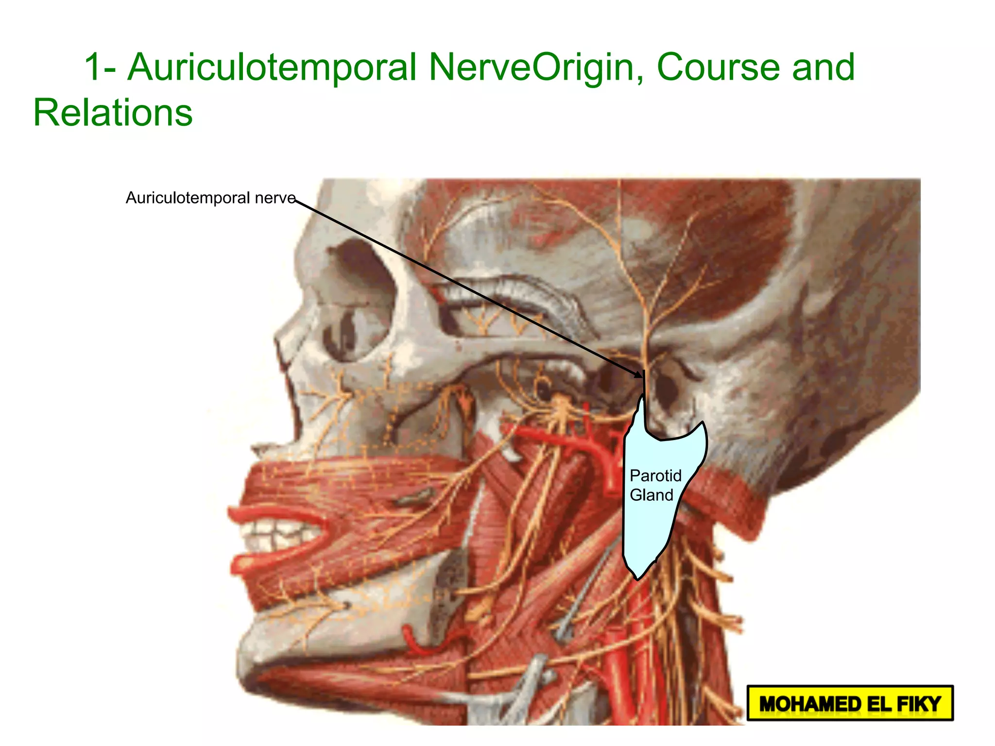 Auriculotemporal nerve
Parotid
Gland
1- Auriculotemporal NerveOrigin, Course and
Relations
 