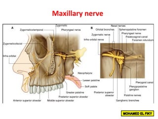 Maxillary	nerve		
 