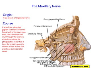 Maxillary	Nerve	
Foramen	Rotundum	
Pterygo-pala<ne	Fossa	
Pterygo-maxillary	Fissure	
Inferior	Orbital	Fissure	
Infra-orbital	Groove	
Infra-orbital	Canal	
Infra-orbital	Foramen	
The	Maxillary	Nerve	
Origin	:	
It	is	a	branch	of	trigeminal	nerve		
Course		
it	arise	from	trigeminal	
gaglion	and	then	it	inter	the	
lateral	wall	of	the	cavernous	
sinus		and	then	leave	the	
skull	through	the	foramen	
rotundum	to	inter	the	
ptregopla<ne	fossa	then	it	
inter	the	orbit	through	the	
inferior	orbital	ﬁssure	and	
cnon<nue	as	infraorbital	
nerve		
 