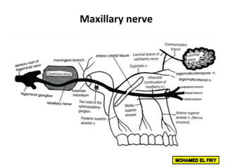 Maxillary	nerve		
 