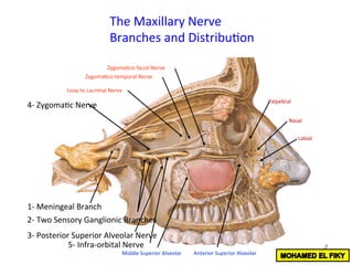 1-	Meningeal	Branch	
2-	Two	Sensory	Ganglionic	Branches	
3-	Posterior	Superior	Alveolar	Nerve	
4-	Zygoma<c	Nerve	
Loop	to	Lacrimal	Nerve	
Zygoma<co-temporal	Nerve	
Zygoma<co-facial	Nerve	
5-	Infra-orbital	Nerve	
Middle	Superior	Alveolar	 Anterior	Superior	Alveolar	
Palpebral	
Nasal	
Labial	
The	Maxillary	Nerve	
Branches	and	Distribu<on	
 