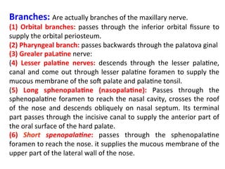 Branches:	Are	actually	branches	of	the	maxillary	nerve.	
(1)	 Orbital	 branches:	 passes	 through	 the	 inferior	 orbital	 ﬁssure	 to	
supply	the	orbital	periosteum.	
(2)	Pharyngeal	branch:	passes	backwards	through	the	palatova	ginal	
(3)	Grealer	paLa>ne	nerve:	
(4)	 Lesser	 pala>ne	 nerves:	 descends	 through	 the	 lesser	 pala<ne,	
canal	and	come	out	through	lesser	pala<ne	foramen	to	supply	the	
mucous	membrane	of	the	soW	palate	and	pala<ne	tonsil.	
(5)	 Long	 sphenopala>ne	 (nasopala>ne):	 Passes	 through	 the	
sphenopala<ne	foramen	to	reach	the	nasal	cavity,	crosses	the	roof	
of	 the	 nose	 and	 descends	 obliquely	 on	 nasal	 septum.	 Its	 terminal	
part	passes	through	the	incisive	canal	to	supply	the	anterior	part	of	
the	oral	surface	of	the	hard	palate.		
(6)	 Short	 spenopala-ne:	 passes	 through	 the	 sphenopala<ne	
foramen	to	reach	the	nose.	it	supplies	the	mucous	membrane	of	the	
upper	part	of	the	lateral	wall	of	the	nose.		
	
 