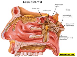 Pterygopala<ne		
Ganglion	
Autonomic	root	
(Nerve	to	pterygoid	canal)	
(Vidian	Nerve)	
Greater	petrosal	
(parasympathe<c)	
Deep	petrosal	
(sympathe<c)	
Sensory	roots	
Maxillary	nerve	
Roots	
 