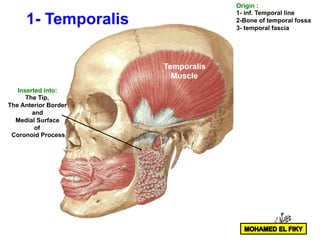Temporal and infratemporal region part 1 | PDF