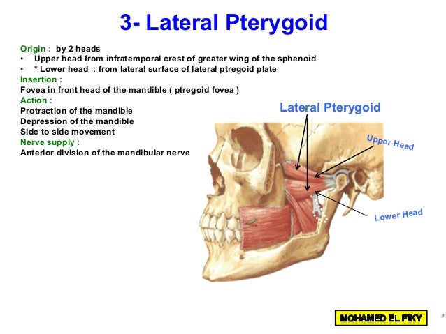 Temporal and infratemporal region part 1