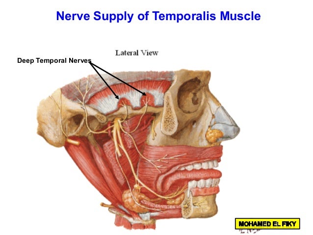 temporal-and-infratemporal-region-part-1