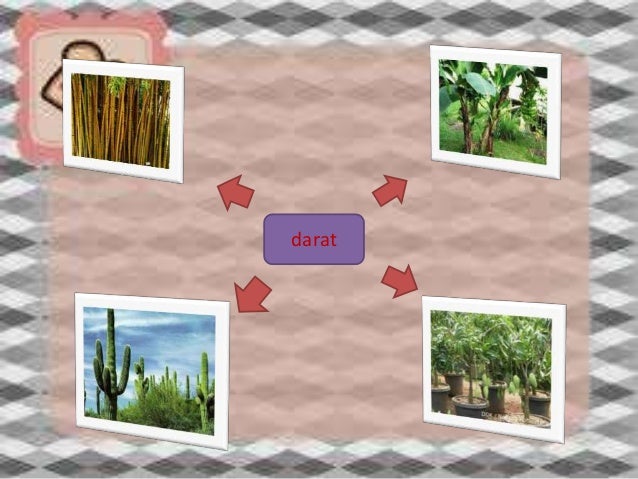 630 Koleksi Gambar Gambar Hewan Dan Tempat Hidupnya Gratis Terbaru