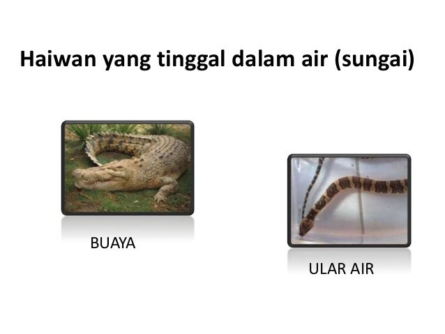 Tempat Tinggal Haiwan Dst Tahun 2
