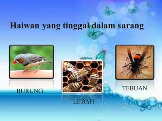 Haiwan yang tinggal dalam sarang




 BURUNG                   TEBUAN

               LEBAH
 