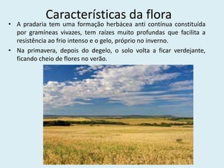Características da flora
• A pradaria tem uma formação herbácea anti contínua constituída
por gramíneas vivazes, tem raízes muito profundas que facilita a
resistência ao frio intenso e o gelo, próprio no inverno.
• Na primavera, depois do degelo, o solo volta a ficar verdejante,
ficando cheio de flores no verão.
 