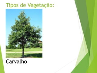 Tipos de Vegetação:
Carvalho
 