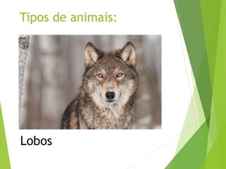 Tipos de animais:
Lobos
 