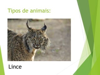 Tipos de animais:
Lince
 