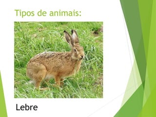 Tipos de animais:
Lebre
 