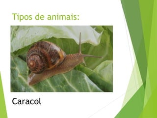 Tipos de animais:
Caracol
 