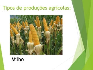 Tipos de produções agrícolas:
Milho
 