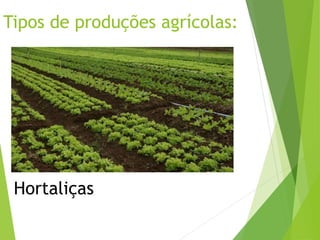 Tipos de produções agrícolas:
Hortaliças
 