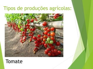 Tipos de produções agrícolas:
Tomate
 