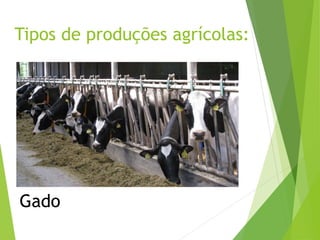Tipos de produções agrícolas:
Gado
 