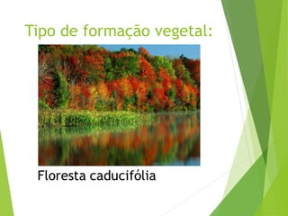 Tipo de formação vegetal:
 