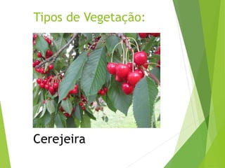 Tipos de Vegetação:
Cerejeira
 