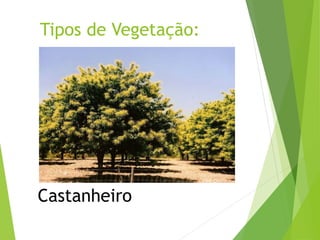 Tipos de Vegetação:
Castanheiro
 