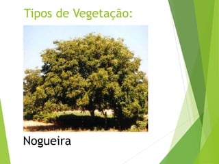 Tipos de Vegetação:
Nogueira
 